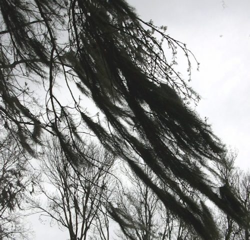 Spanish Moss and more in Crystal River, Florida