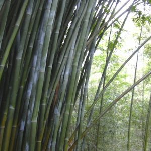 Kanapaha Gardens in Gainesville, Florida